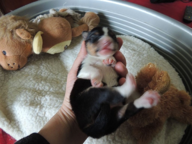 du Chifferland - Shetland Sheepdog - Portée née le 27/02/2016